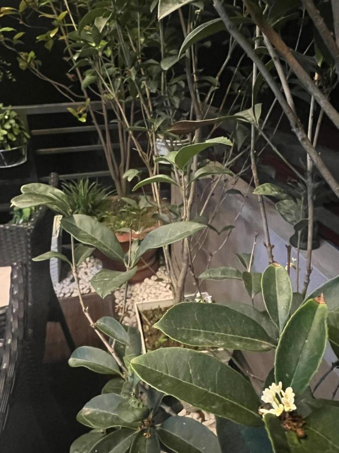 Sunflower Homestay Hai Phong Esterno foto